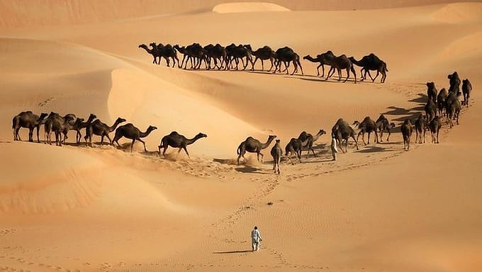 Phần lớn diện tích của Saudi Arabia là sa mạc