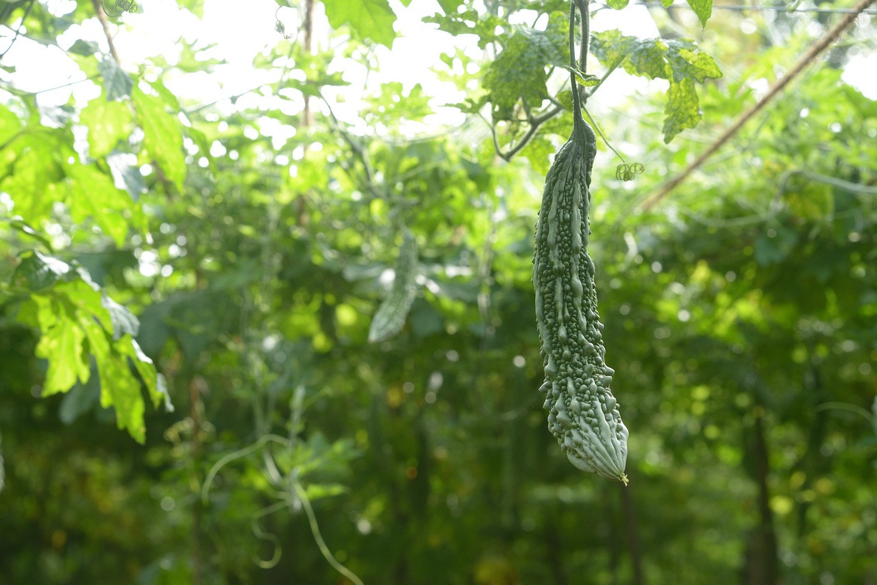 bitter gourd 4345074 1280.jpg