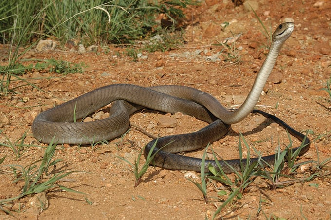 Rắn mamba đen - loài rắn độc nguy hiểm nhất châu Phi