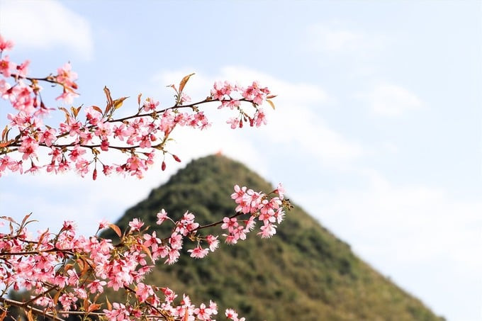 Từ cuối tháng 12 Âm lịch, những cây hoa mai anh đào trên cao nguyên đá Đồng Văn đã nở rộ