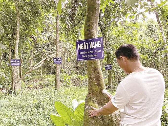 Rừng Cấm ở làng Đại Bình được người dân xem như “báu vật