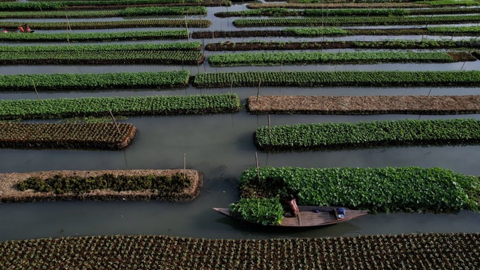 Những khu vườn nổi này đang được ghi nhận là giải pháp dựa trên thiên nhiên, có khả năng chống chịu với biến đổi khí hậu