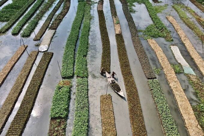 Chi phí thấp khiến chúng trở thành lựa chọn khả thi nhất cho người nông dân Bangladesh