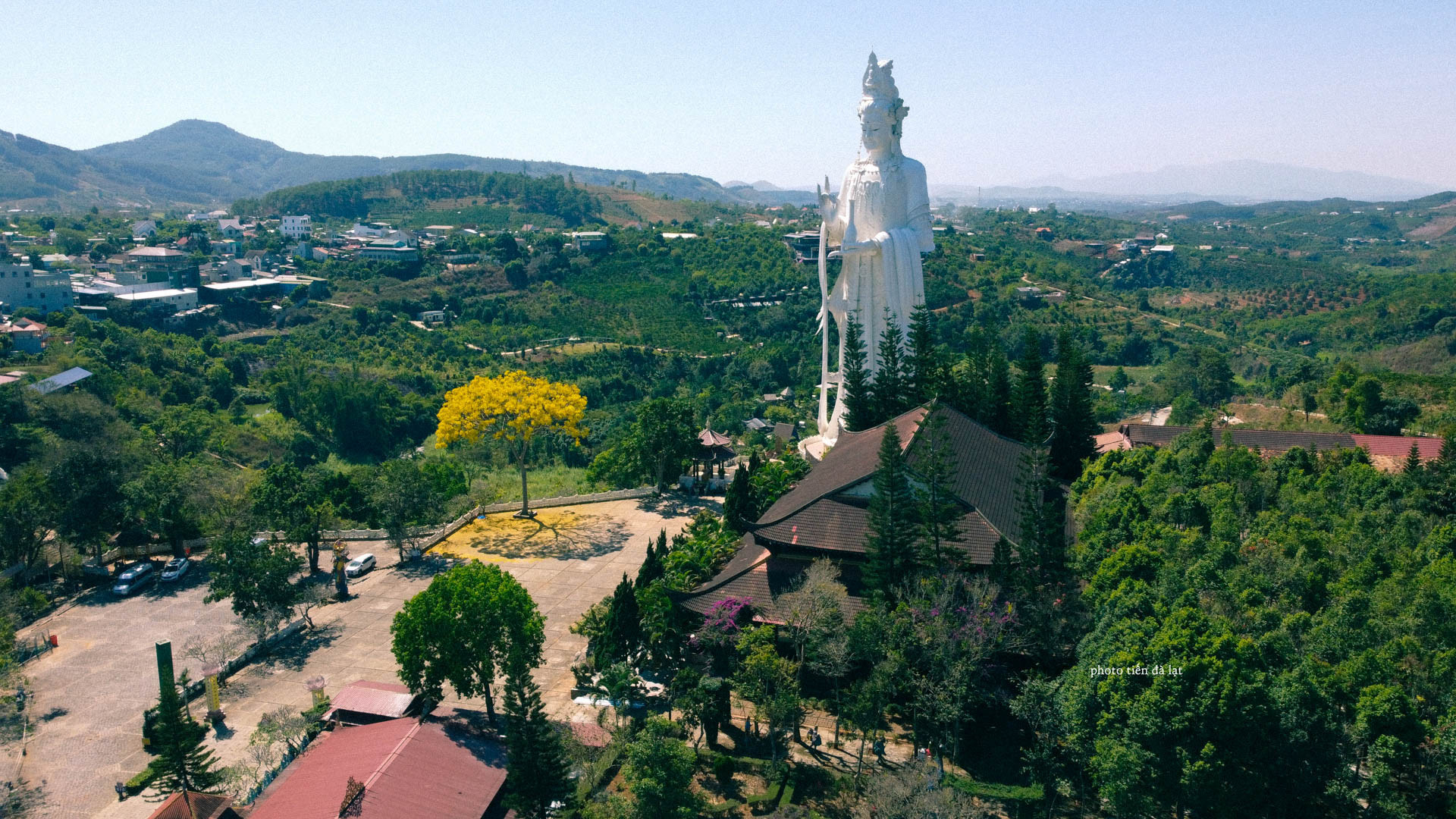 phượng vàng.jpg