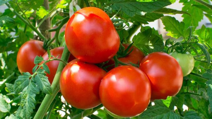 Thực tế, việc ăn cà chua sống hoặc chín đều có lợi cho sức khỏe