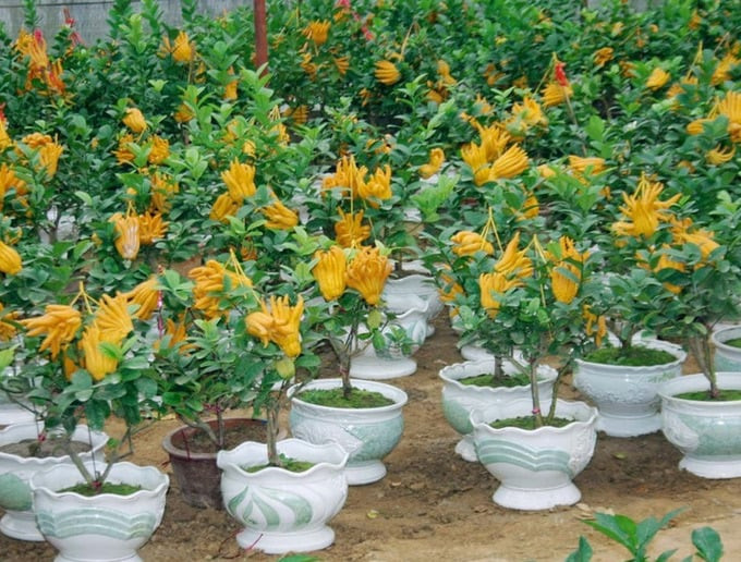 Cây phật thủ có thể trồng ở trước nhà, ban công hoặc trưng bày trong nhà