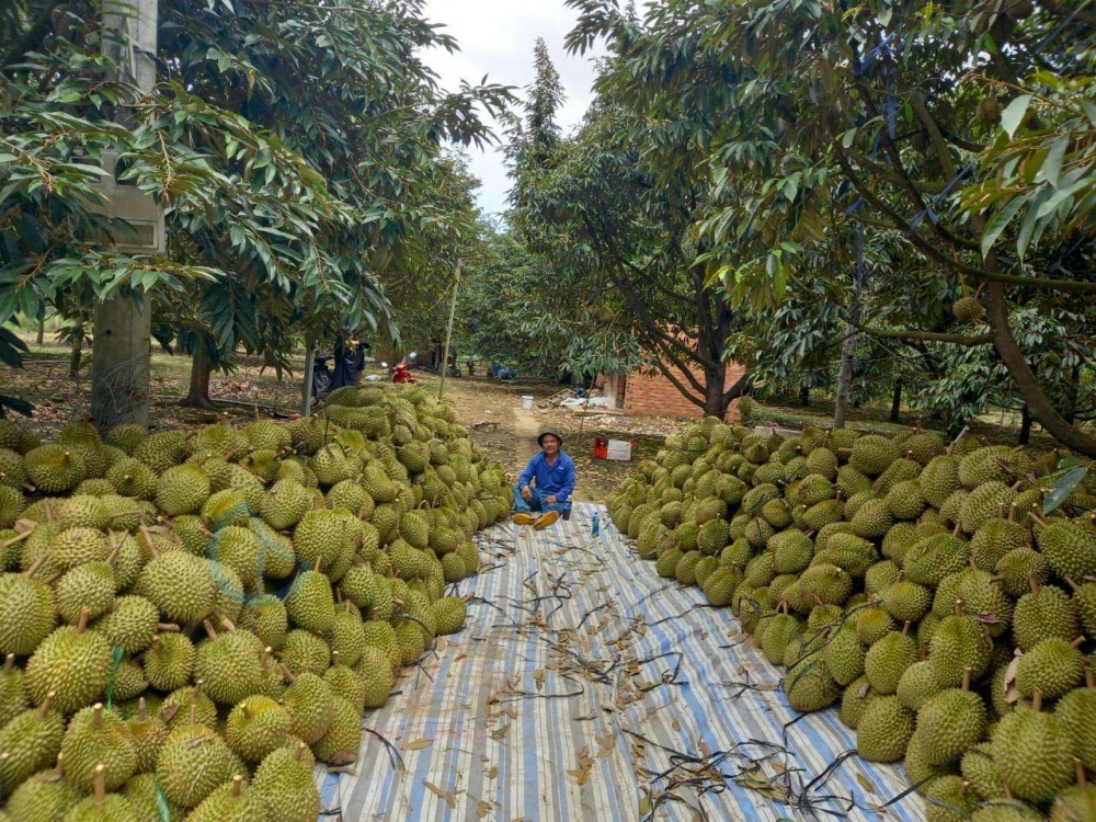 Thứ quả quý Trung Quốc săn lùng làm quà tết, cả thế giới chỉ có Việt Nam đang mùa thu hoạch