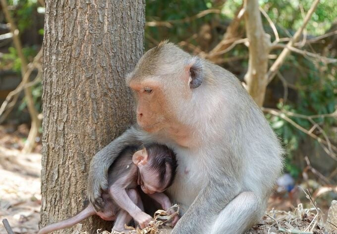 Nơi đây còn được gọi là chùa Khỉ vì có nhiều đàn khỉ sinh sống