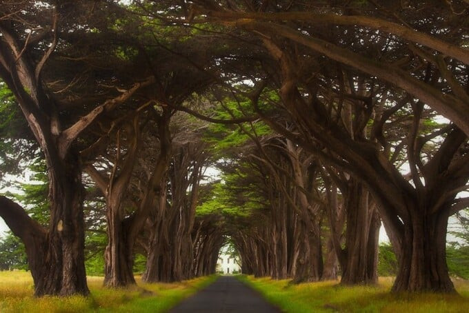 Vẻ đẹp thơ mộng của con đường được tào nên bởi hàng cây cổ thụ