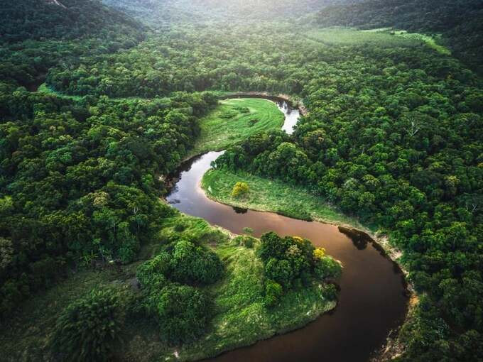 Hệ sinh thái thực vật của rừng rậm Amazon rất đa dạng