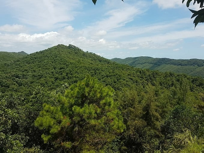 Đảo Thẻ Vàng Quảng Ninh được bao quanh bởi rừng rậm xanh tươi
