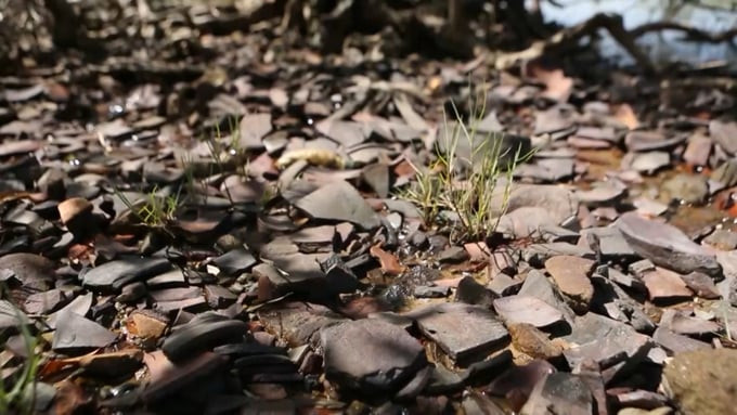 Dấu tích bến thuyền cổ của Thương cảng Vân Đồn với nhiều mảnh gốm vỡ được tìm thấy ở xã đảo Quan Lạn, huyện Vân Đồn. Ảnh: Báo Quảng Ninh