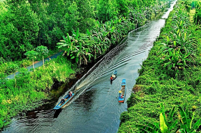 Dòng sông uốn lượn như một dải lụa giữa rừng U Minh
