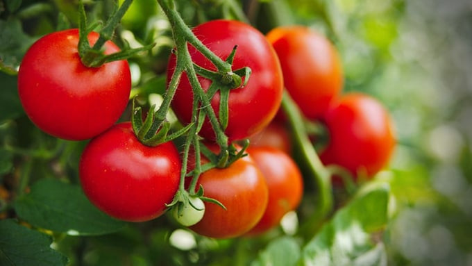 Cà chua có các chất chống oxy hóa như lycopene, lutein và zeaxanthin
