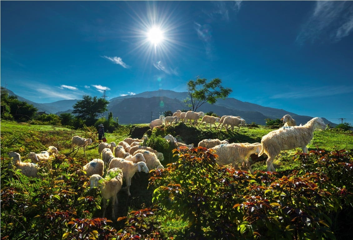 Cánh đồng cừu (huyện Ninh Hải, Bác Ái)
