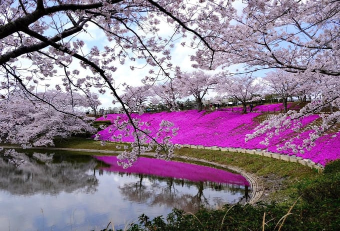 Đây cũng được coi là một trong những địa điểm ngắm hoa anh đào đẹp nhất ở Nhật Bản
