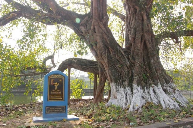 Cây đã chính thức được Hộ Bảo vệ Thiên nhiên và Môi trường Việt Nam công nhận là Cây di sản Việt Nam