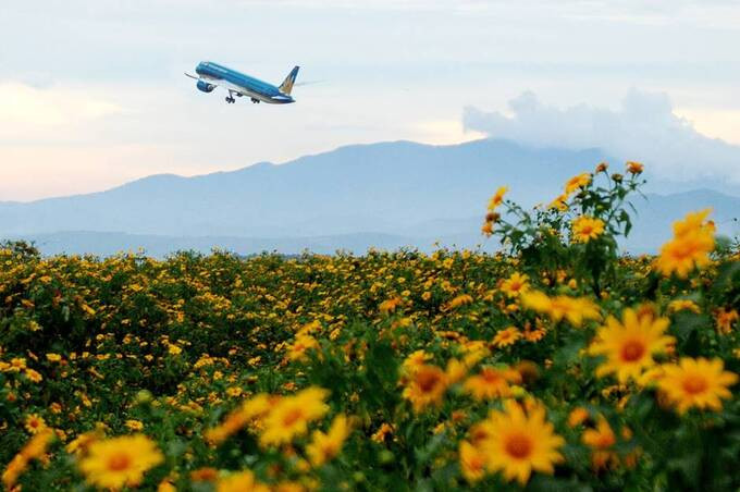 Vào khoảng tháng 11 là mùa hoa dã quỳ nở trên Tây Nguyên, có thể thấy bạt ngàn hoa dã quỳ ở sân bay Liên Khương bên những đường băng