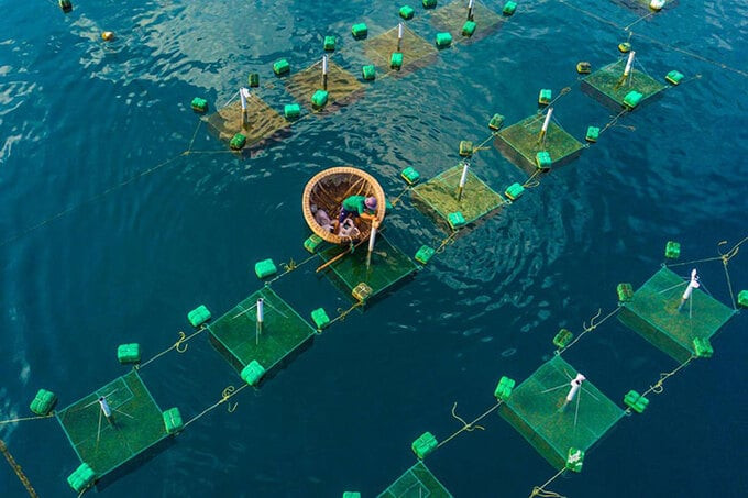 Nuôi tôm hùm là một trong những nghề phổ biến tại thị xã Sông Cầu