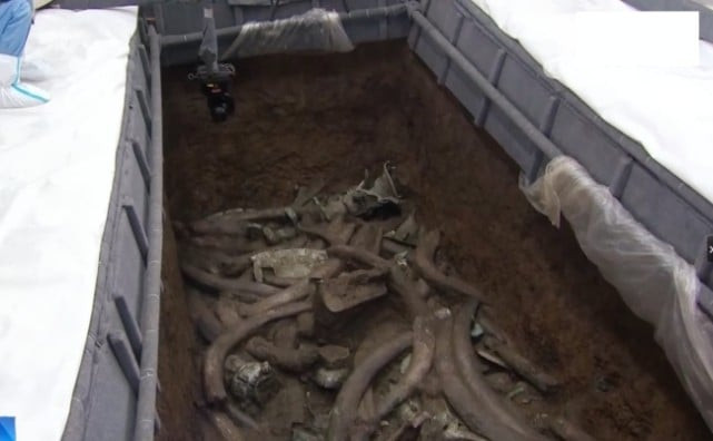 Trong quá trình khai quật, các chuyên gia đã phát hiện một lượng lớn ngà voi, ước tính hơn 1.000 chiếc