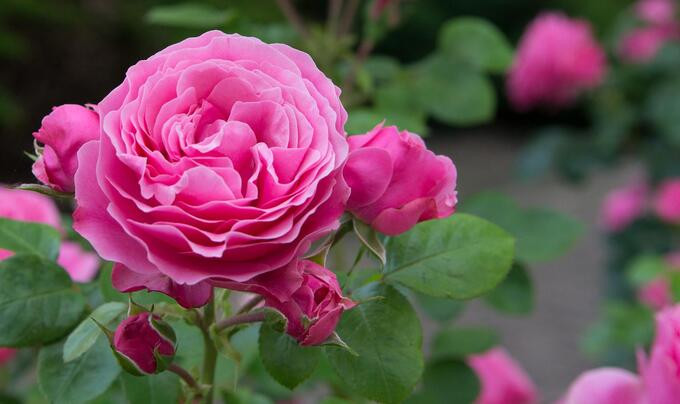 Ngoài để trang trí, hoa hồng còn rất nhiều công dụng cho sức khỏe và làm đẹp