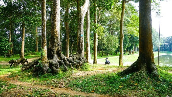 Bao quanh ao Bà Om là khu rừng nguyên sinh được bảo tồn khá nguyên vẹn