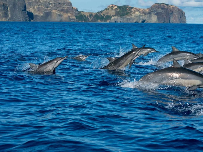 Du khách có thể tham gia các tour ngắm cá heo và cá voi
