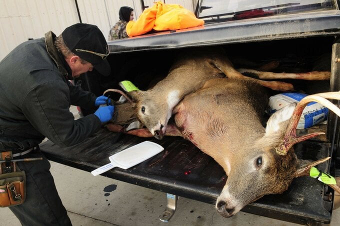 Con người có nguy cơ tiếp xúc với động vật nhiễm CWD khi săn bắt và ăn thịt chúng