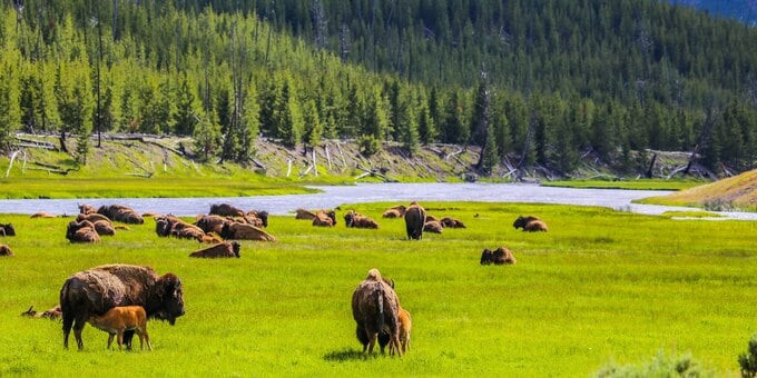 Nhiều lo ngại bệnh hươu zombie gây ảnh hưởng lớn đến hệ sinh thái của vườn quốc gia Yellowstone