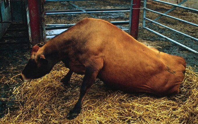 Bệnh bò điên ở Anh vào năm 1995 đã khiến hàng triệu gia súc chết và gần 200 người thiệt mang