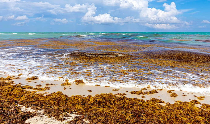 Biển Sargasso có nhiều thực vật nổi, chủ yếu là tảo sargassum