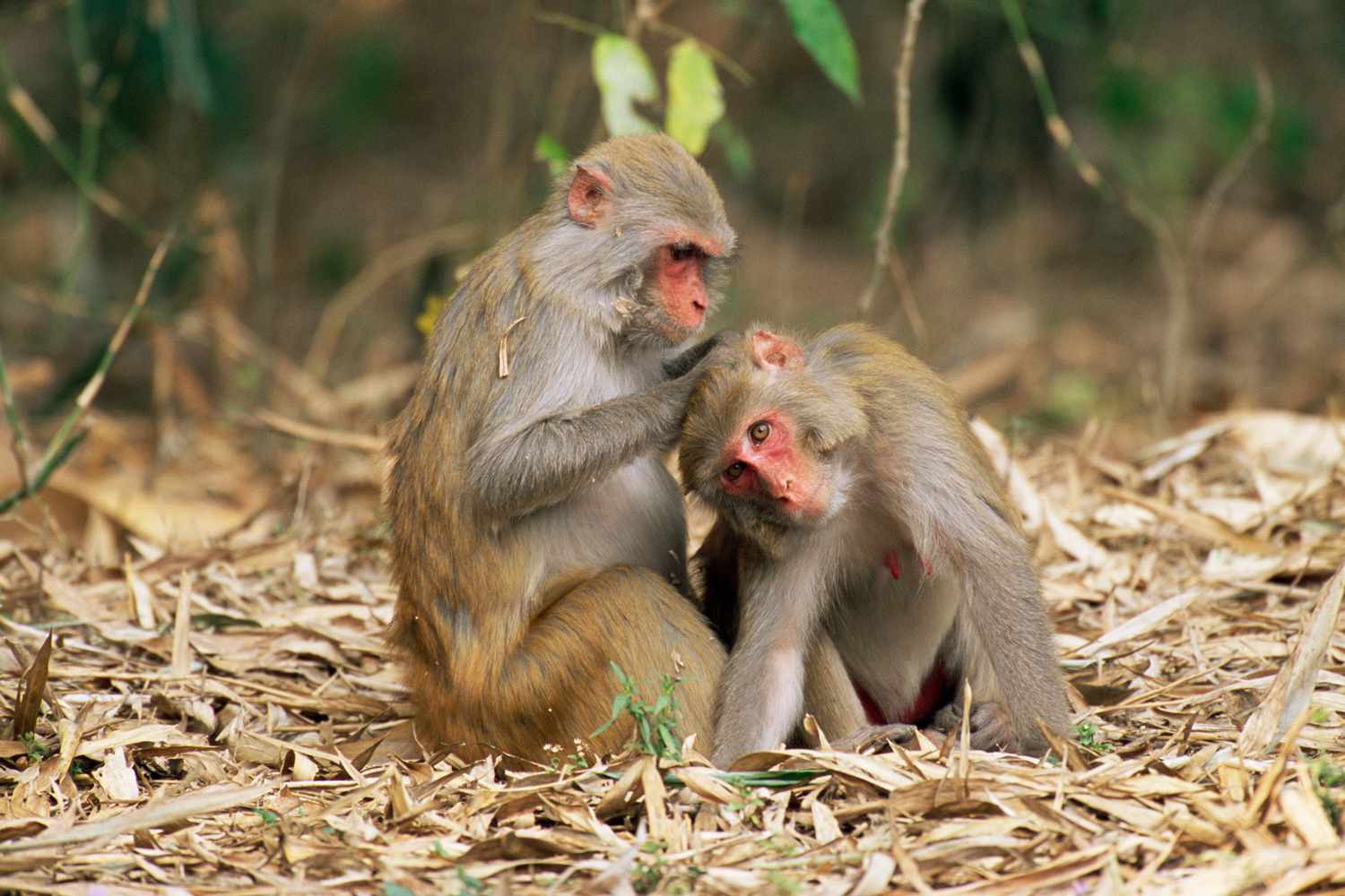 souther-carolina-monkey-island-scmonkey0520-abf41a98d9f544059a114d8c72445a28.jpg