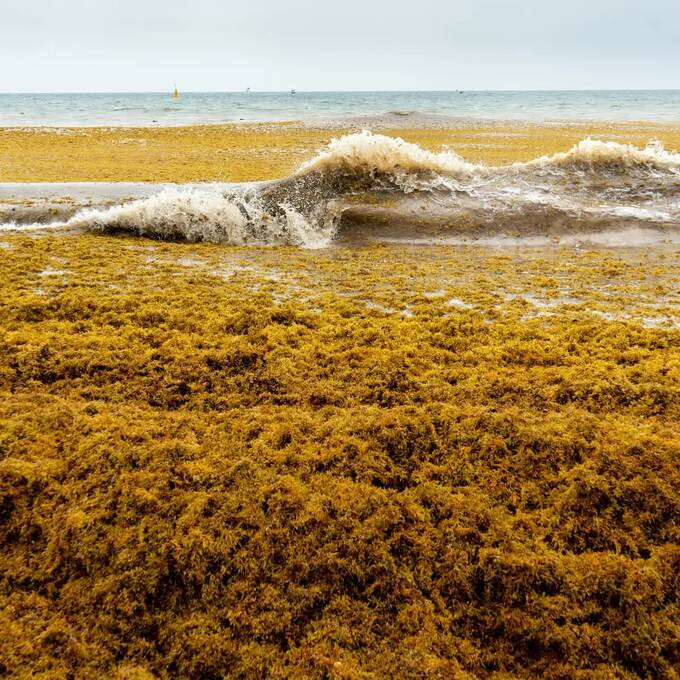 Sự phát triển tảo sargassum tại biển Sargasso