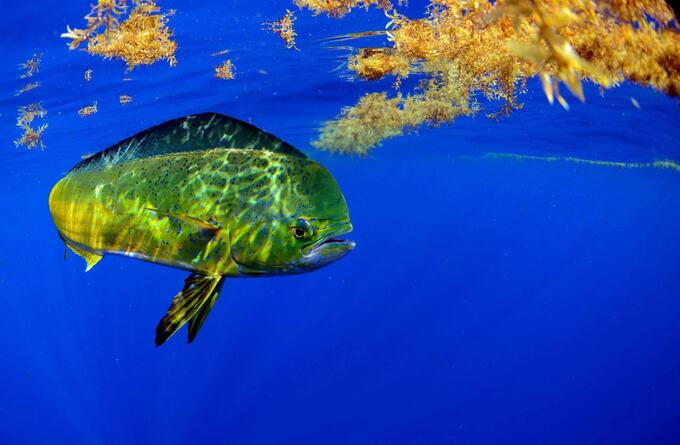Ngoài các loài rùa biển, cá voi và một số ít loài cá, hầu hết không có sinh vật dưới nước sống ở đây