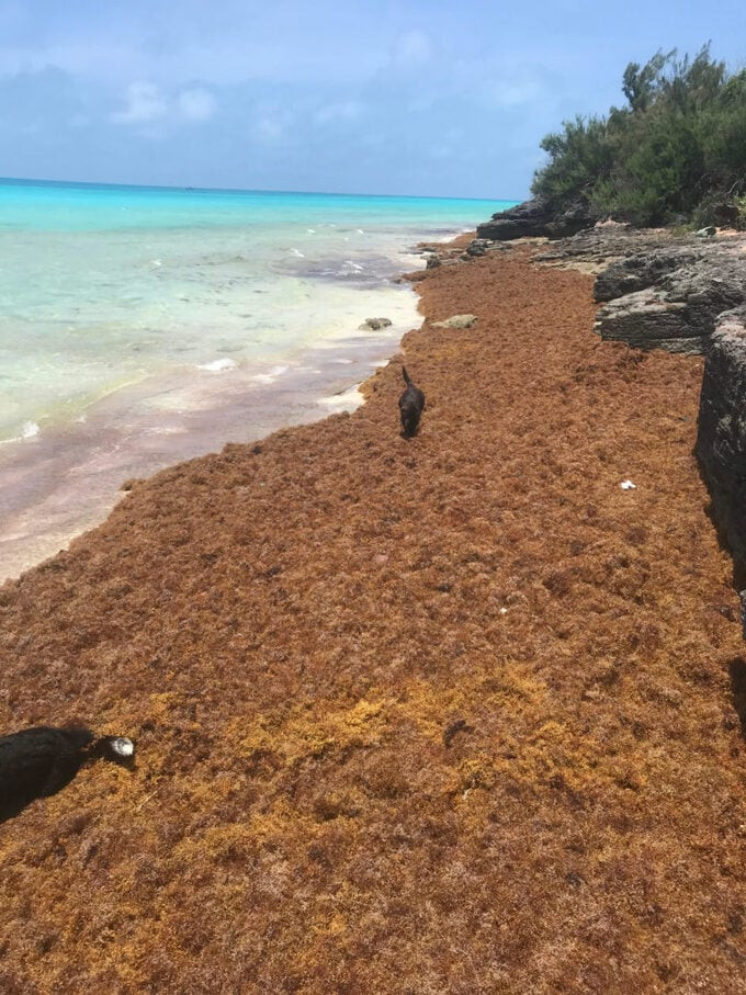 Các cụm tảo sargassum tại đây có diện tích rất rộng, ước tính là bằng tổng diện tích của Pháp và Tây Ban Nha