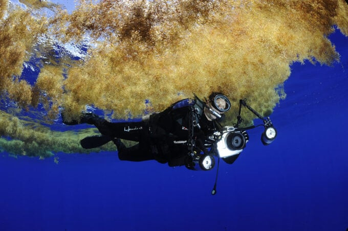 Tảo sargassum ở vùng biển này có khả năng lan rộng cho đến khi phủ kín toàn bộ vùng biển