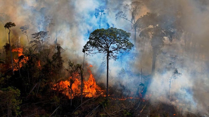 Amazon giải phóng lượng CO2 nhiều hơn hấp thụ