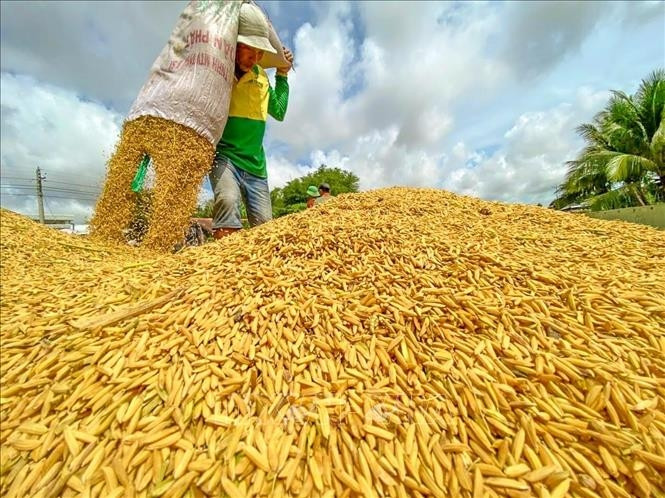 Bộ trưởng Nguyễn Hồng Diên: “Hiện tượng thương lái bỏ kèo thu mua lúa là thật”