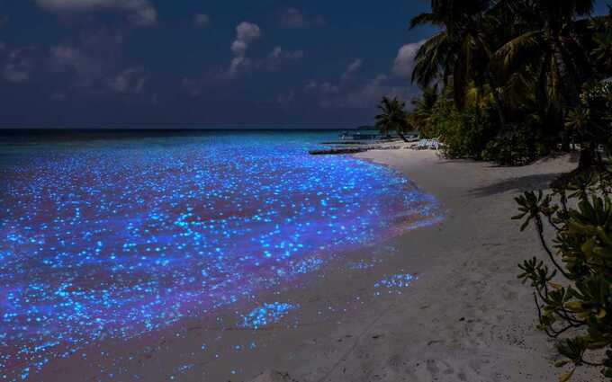 Bãi biển rực sáng như những vì sao trên bầu trời đêm