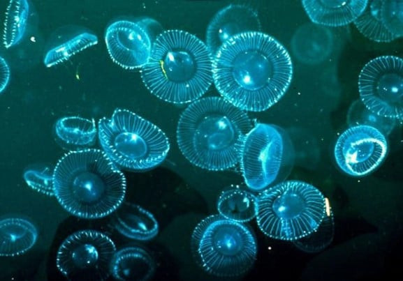 Hiện tượng này xuất phát từ tảo dinoflagellate