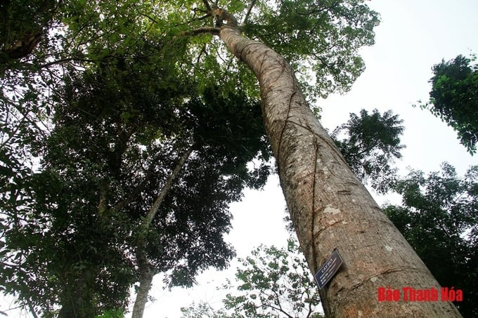 Cây gỗ Sui trường tồn hàng trăm năm trong khu rừng, theo các cán bộ của Khu Di tích Lam Kinh, cho biết: cây cổ thụ này có từ thời cụ Lê Hối (cụ tổ 3 đời của Bình định vương Lê Lợi)