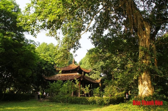 Những cây cổ thụ bên Khu vực bia Vĩnh Lăng