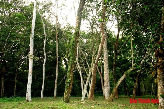 Những cây gỗ Lim, đặc trưng của rừng Lam Kinh