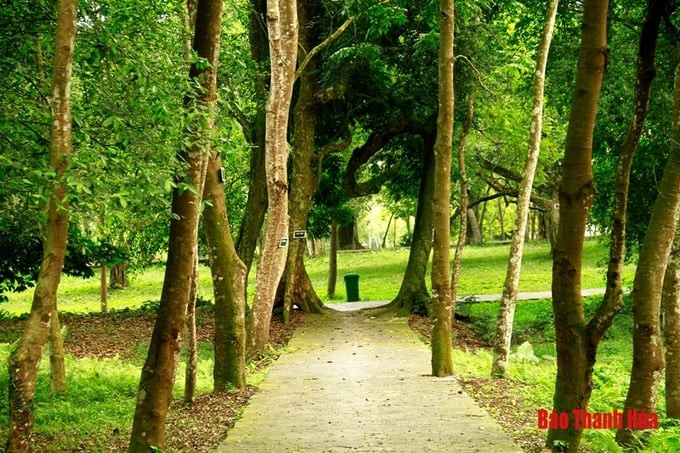 Rừng Lam Kinh còn bảo tồn nhiều cây gỗ rất quý, như: sui, dổi, sến, táu, vàng tâm..