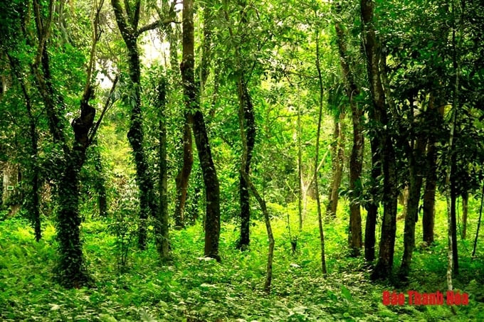 Không những vậy, rừng Lam Kinh rất đa dạng hệ sinh thái...