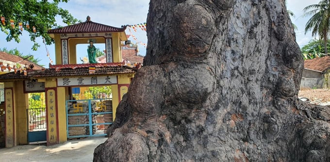 Khu vực phía trước chùa Hoa Tiên có một cây cổ thụ. Ảnh: Công Tâm/Báo Dân Việt