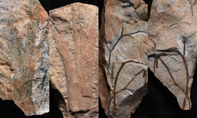 Mẫu vật cây hóa thạch tại khu rừng ở Tây Nam nước Anh. Ảnh: Christopher Berry