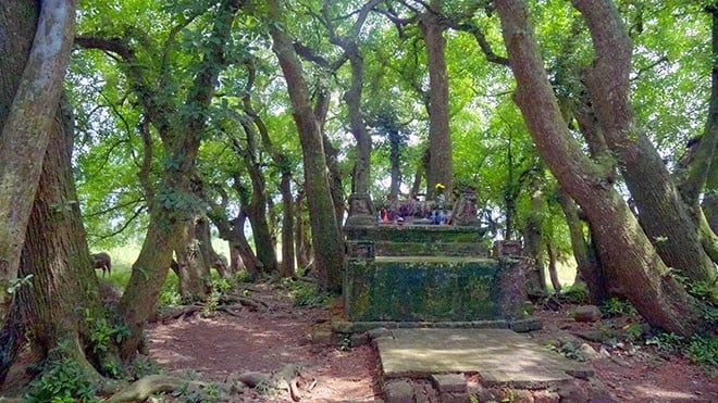 Ngôi mộ cổ nằm ở chính giữa gò Vình, dưới những tán lộc vừng nghìn năm tuổi.