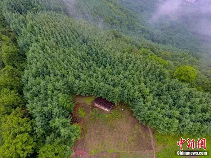 Tất cả những cây xanh này là do ông Yongping trồng trong 32 năm qua, hơn 20 loại cây có giá trị kinh tế cao và thuộc loài quý hiếm. Ảnh: China News