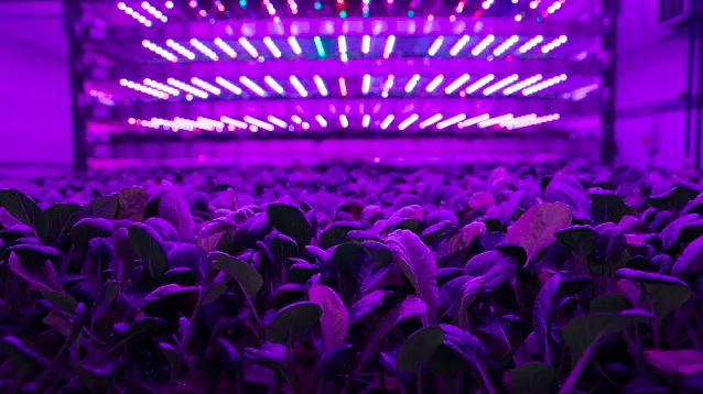 Đẳng cấp Dubai: Xây trang trại thẳng đứng lớn nhất thế giới trồng được 3 triệu kg rau mỗi năm
